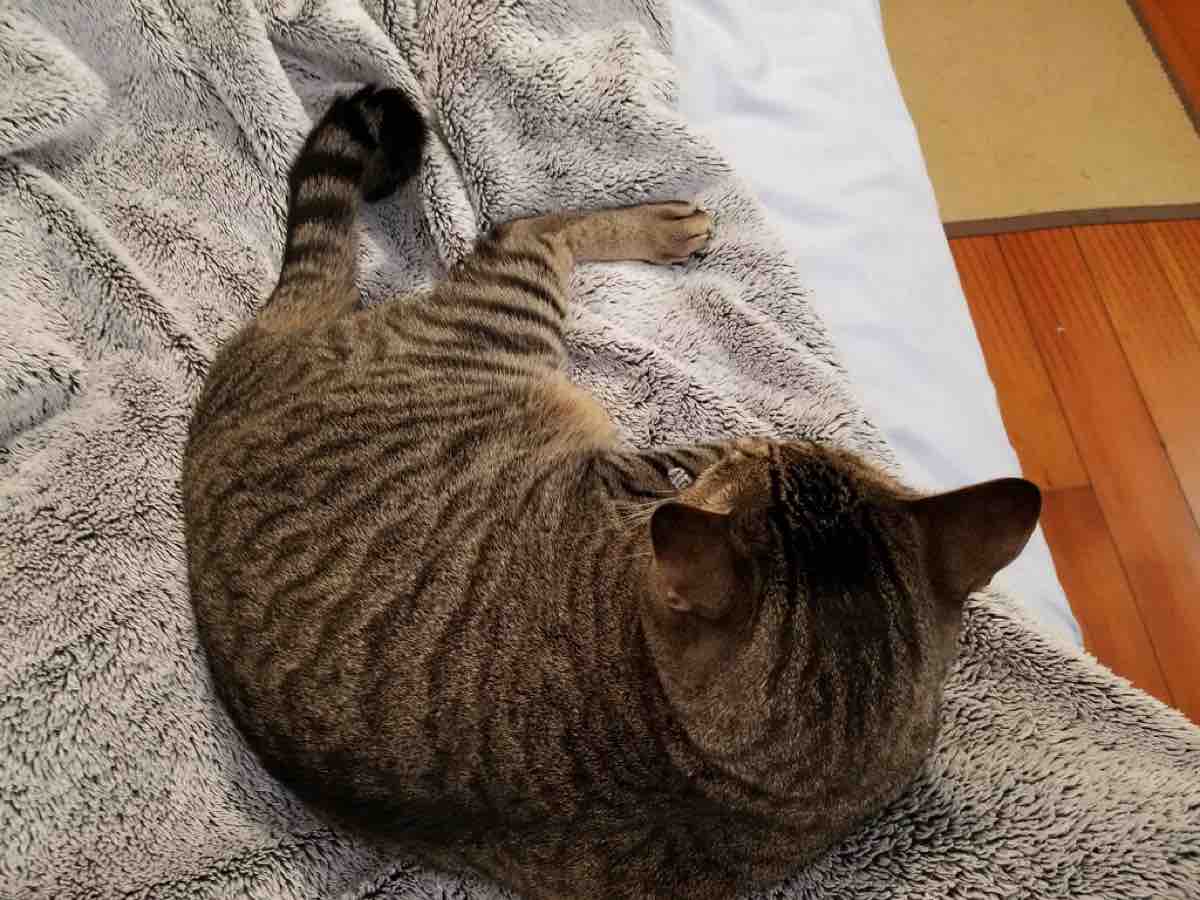 imagejpeg_0 (1)